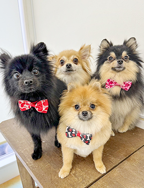 可愛い犬たちとの生活